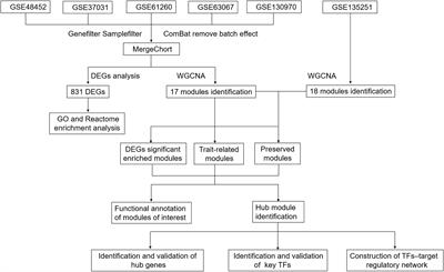 Integrative network-based analysis on multiple Gene Expression Omnibus datasets identifies novel immune molecular markers implicated in non-alcoholic steatohepatitis